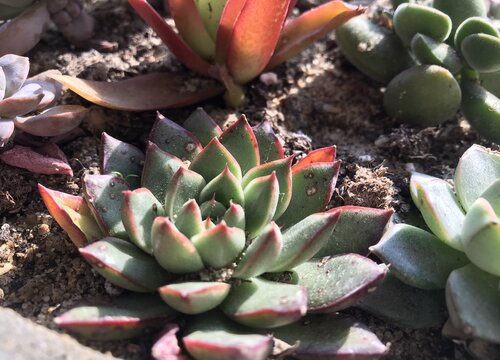 春季新手如何给多肉浇水  浇多少水合适