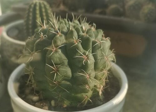 仙人掌品种