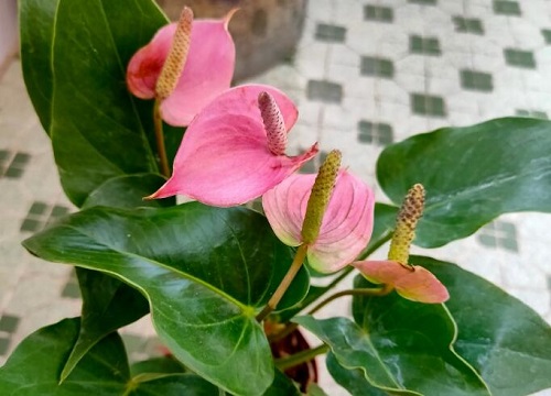 粉掌3