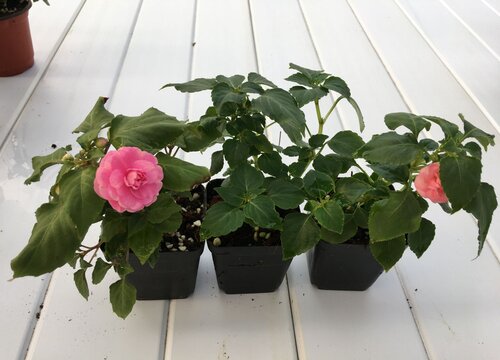 凤仙花盆栽种植方法