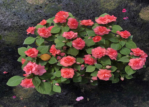 凤仙花为什么只长叶子不开花