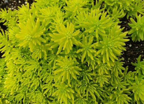 佛甲草养在家里有什么好处 佛甲草的功效和风水作用