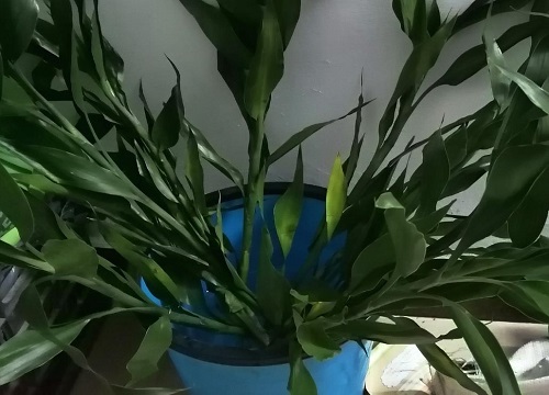 富贵竹如何扦插能长很多新芽