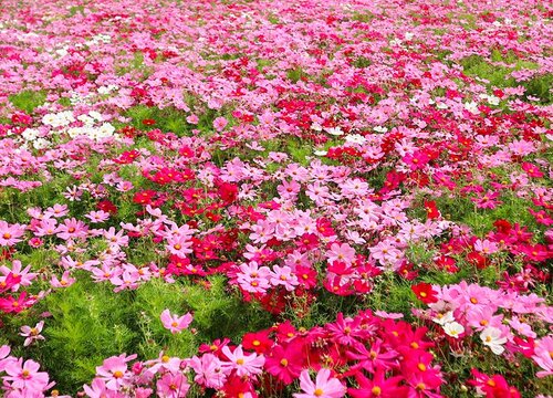 格桑花怎么种植方法