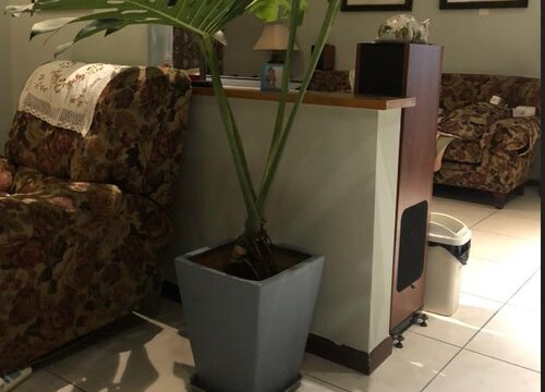 龟背竹不长新叶的原因