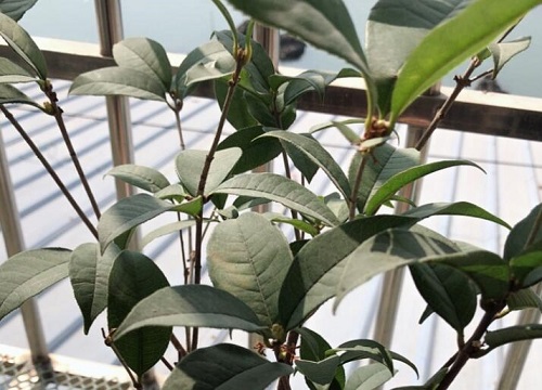 桂花什么时候修剪最合适