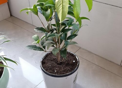 桂花怎么养护花开百朵满屋香