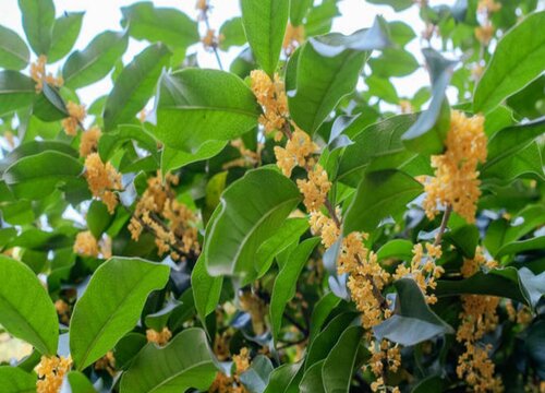 冬季养护桂花要避免出现的现象