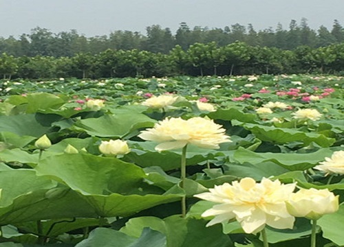 夏季有哪些花会开放 夏天盛开的12种最美花卉