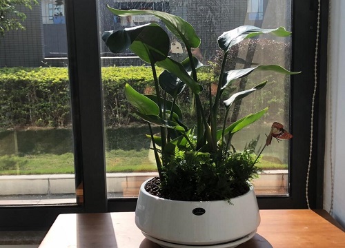 怎样来正确的栽植鹤望兰呢