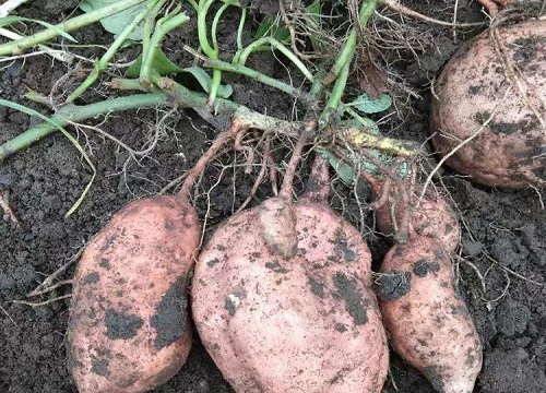 红薯的种植方法步骤