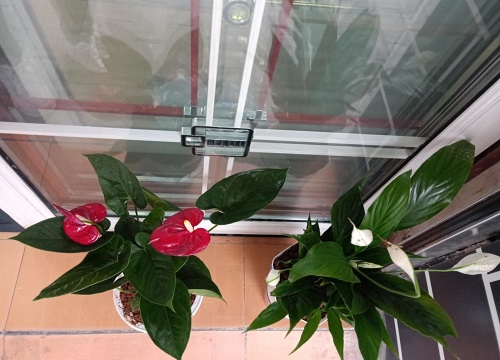 红掌日常如何养护叶片大又绿