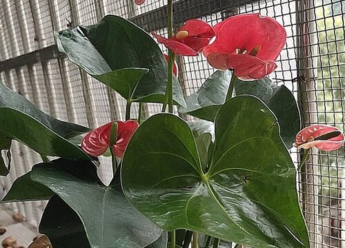 红掌枝叶繁茂却不爱开花需要记得哪些要点