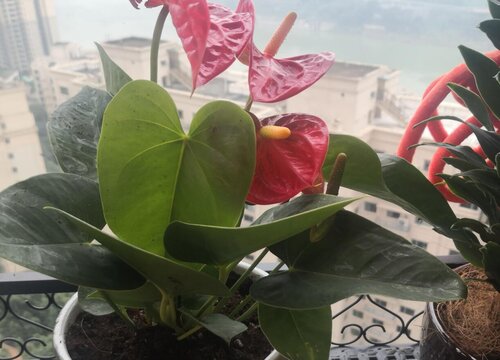 红掌如何打造成精致老桩