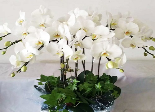 蝴蝶兰长势旺盛开花多有哪些养护技巧