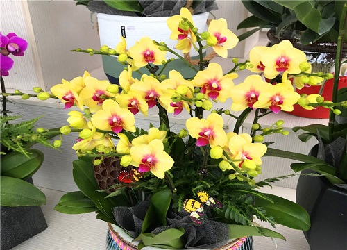 蝴蝶兰长花箭后应该如何养护
