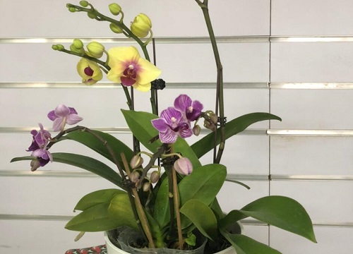 蝴蝶兰黑腐如何进行防治