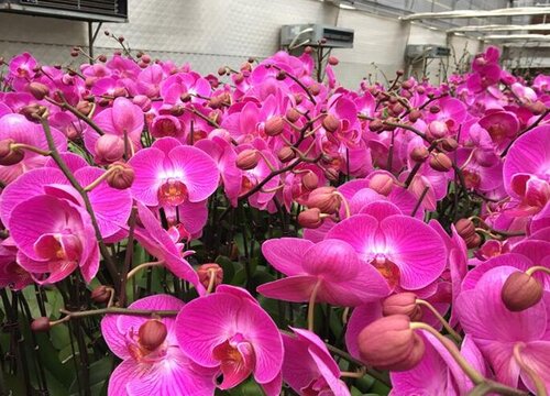 蝴蝶兰花谢后如何养二次开花