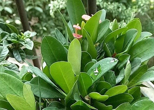 虎刺梅怎么养护夏秋花朵成簇