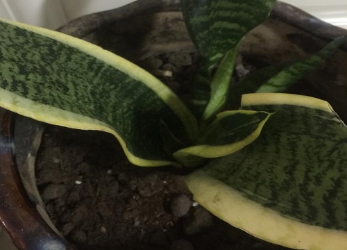 家养的虎皮兰烂根了怎么办