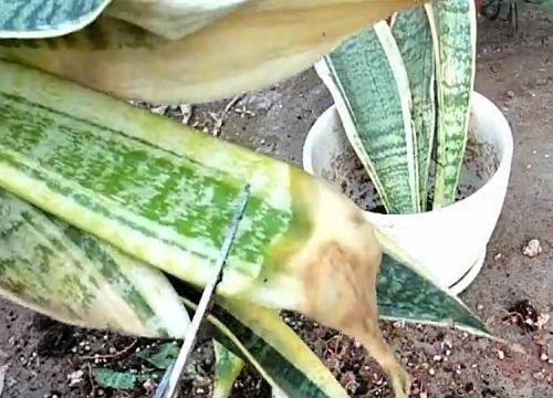 虎皮兰叶子发软原因与解决方法