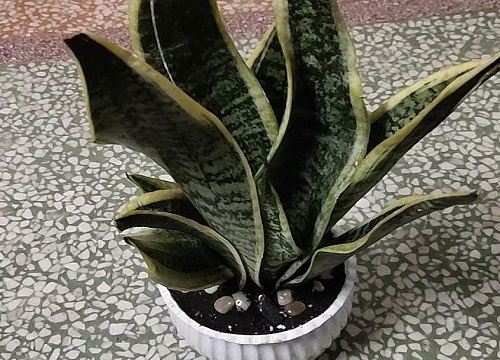 虎皮兰的叶片发软变卷该如何处理