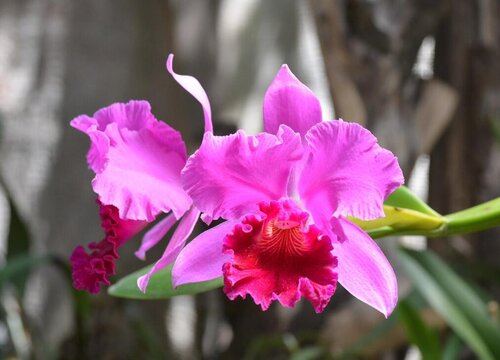 花卉1