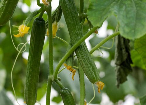 黄瓜反季节栽培技术（越冬黄瓜怎么种植获得高产）