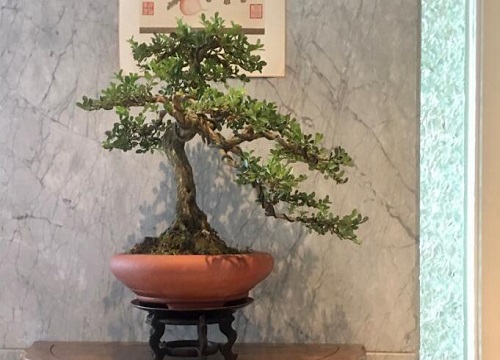 黄杨1