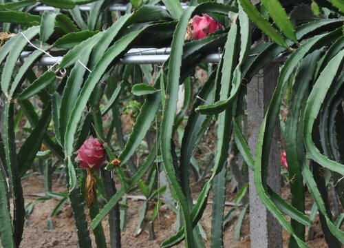 火龙果嫁接芽接法如何操作
