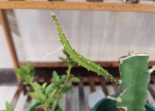 火龙果种植技术与管理