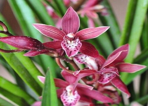 如何判断兰花植料保湿情况