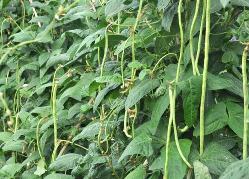 豇豆怎样施肥产量高（豇豆的施肥料时间及技术要点）