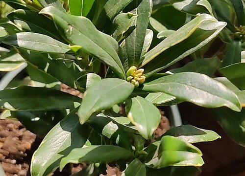 瑞香夏天大量黄叶掉叶的处理方法