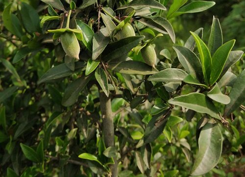 金弹子怎么种植方法