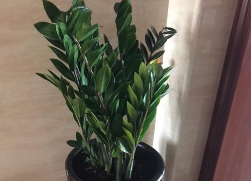 金钱树黄叶怎么办  如何养恢复翠绿