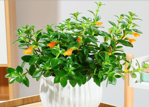 金鱼花不开花怎么办  需要怎么养护