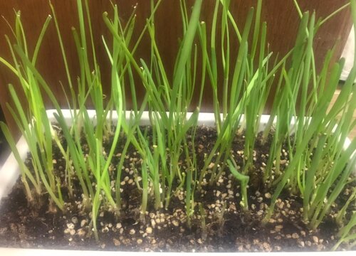 韭菜的种植方法