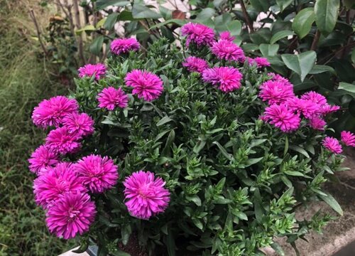菊花有哪些品种 观赏菊花品种大全及图片