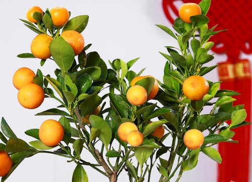 有性繁殖和无性繁殖的区别