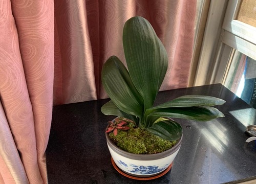 秋季养君子兰注意三怕