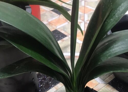 君子兰叶片发黄怎么解决