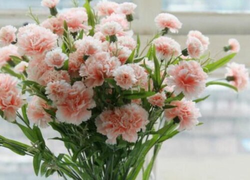 教师节送老师什么花合适 盘点8大教师节送的鲜花