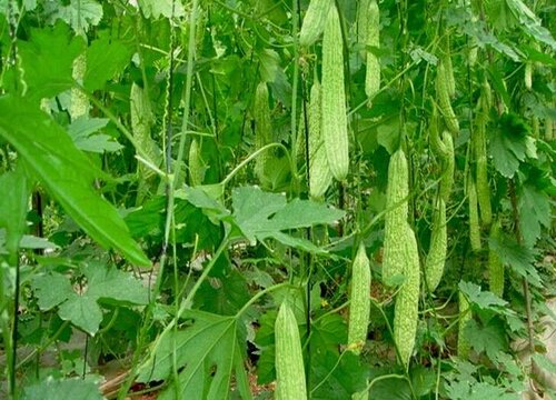 怎样让苦瓜高产挂果多（苦瓜高产种植技术与管理要点）