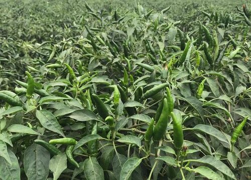 大雨后辣椒倒伏可以扶正吗（辣椒雨后风大倒伏怎么办）