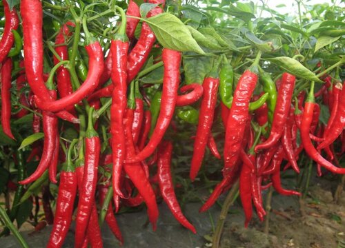 红色蔬菜有哪些 常见的5种红颜色新鲜蔬菜（图）