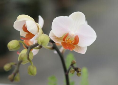 想要兰花开花旺是如何养护的