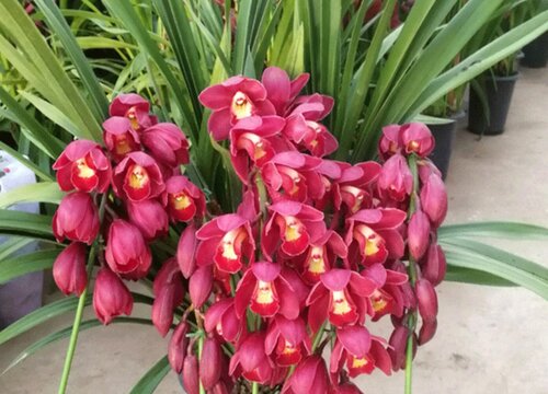 夏季如何养兰花开花多又俏