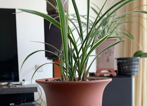 兰花弱苗怎样养才能出壮芽