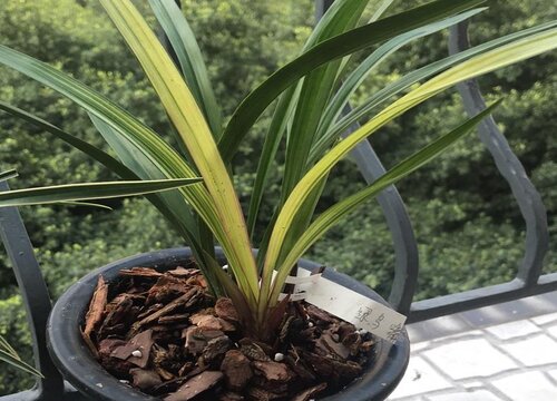 新栽兰花叶面可以喷水吗（新上盆兰花能每天喷洒水吗）